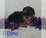 Small #1 Yorkshire Terrier