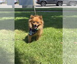 Small #1 Pomeranian