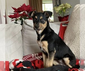 Kiwi (GA) - Female Mutt Dog for Adoption - Photo #7