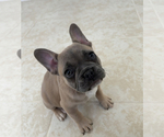 Small Photo #6 French Bulldog Puppy For Sale in BERRIEN SPRINGS, MI, USA
