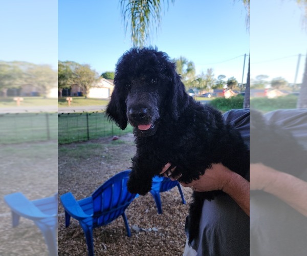 Medium Photo #3 Poodle (Standard) Puppy For Sale in SPRING HILL, FL, USA