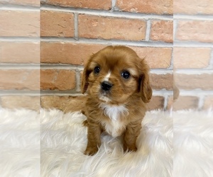 Cavalier King Charles Spaniel Puppy for sale in LAPOINT, UT, USA