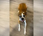 Small #1 Boxer