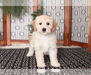 Goldendoodle (Miniature) Puppy for sale in NAPLES, FL, USA