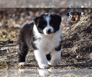 Australian Shepherd Puppy for sale in EASTON, MO, USA