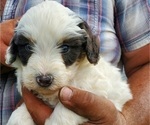 Small #13 Bernedoodle (Miniature)