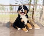 Small Photo #7 Bernese Mountain Dog Puppy For Sale in OCALA, FL, USA