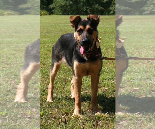 Medium Photo #5 German Shepherd Dog-Unknown Mix Puppy For Sale in Attalka, AL, USA