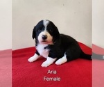 Puppy Aria Pembroke Welsh Corgi-Poodle (Toy) Mix