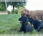 Small Photo #8 Labrador Retriever Puppy For Sale in FREDERICKSBG, OH, USA