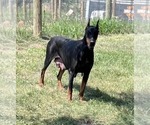 Small #7 Doberman Pinscher