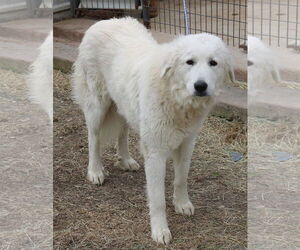 Great Pyrenees-Unknown Mix Dogs for adoption in Bandera, TX, USA