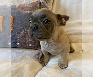 French Bulldog Puppy for sale in JOHNS ISLAND, SC, USA