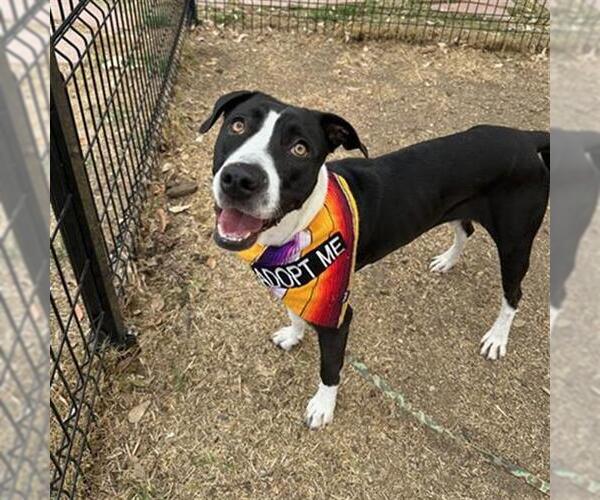 Medium Photo #2 American Staffordshire Terrier-Unknown Mix Puppy For Sale in San Antonio, TX, USA