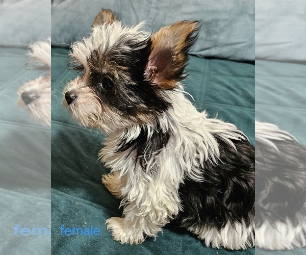 Medium Photo #4 Yorkshire Terrier Puppy For Sale in CONKLIN, NY, USA
