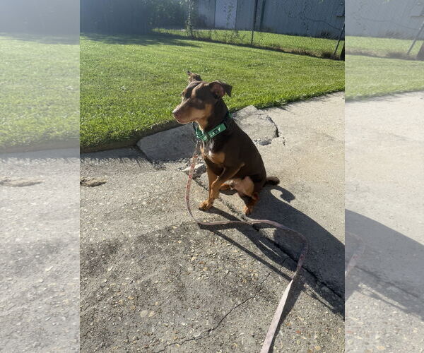 Medium Photo #2 Miniature Pinscher-Unknown Mix Puppy For Sale in Oakhurst, NJ, USA