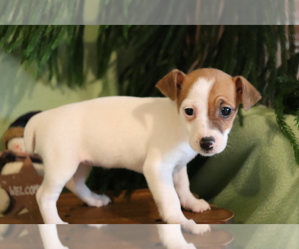 Medium Photo #3 Jack Russell Terrier Puppy For Sale in SHILOH, OH, USA