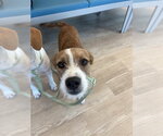 Small Mutt