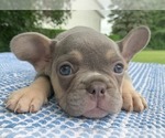 Small #1 French Bulldog