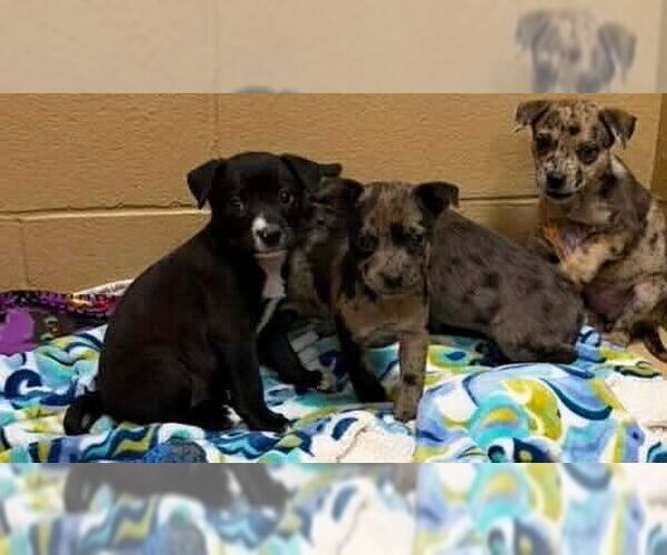 Medium Photo #2 Catahoula Leopard Dog-Unknown Mix Puppy For Sale in Rockaway, NJ, USA