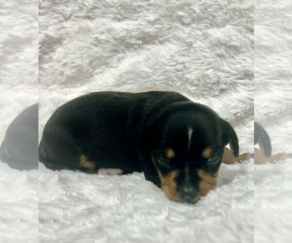 Medium Photo #2 Chihuahua-Unknown Mix Puppy For Sale in Princeton, MN, USA