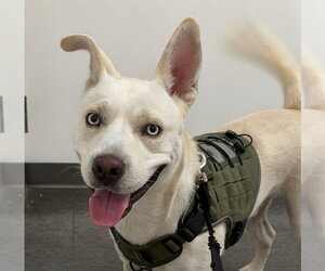 Sebastian #adventure-ready - Male Labsky Dog for Adoption - Photo #6