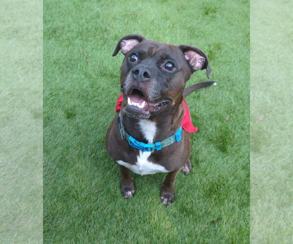 Medium Photo #2 Bullboxer Pit Puppy For Sale in Calhoun, GA, USA