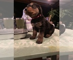 Small Photo #15 Airedale Terrier Puppy For Sale in MOSCOW, ID, USA