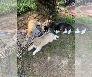 Siberian Husky Puppy for sale in CLAY CITY, KY, USA