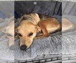 Small #4 Beagle Mix