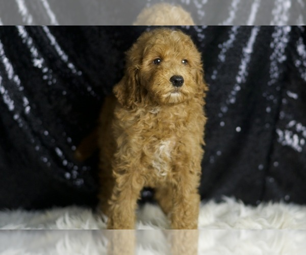 Medium Photo #6 Goldendoodle (Miniature) Puppy For Sale in WARSAW, IN, USA