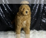 Small #5 Goldendoodle (Miniature)
