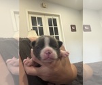 Small #2 Boston Terrier