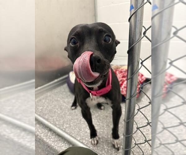 Medium Photo #1 Mutt Puppy For Sale in Temple, TX, USA