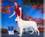 Small Photo #1 German Shepherd Dog Puppy For Sale in CECILIA, KY, USA