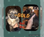 Small Photo #14 German Shepherd Dog Puppy For Sale in RUDY, AR, USA