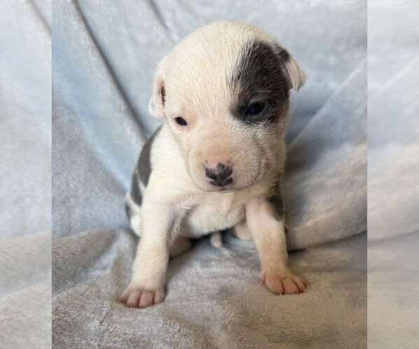 Medium Photo #4 Australian Shepherd-Unknown Mix Puppy For Sale in OKLAHOMA CITY, OK, USA