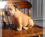 Small Photo #4 American Bully Puppy For Sale in DUQUESNE, PA, USA