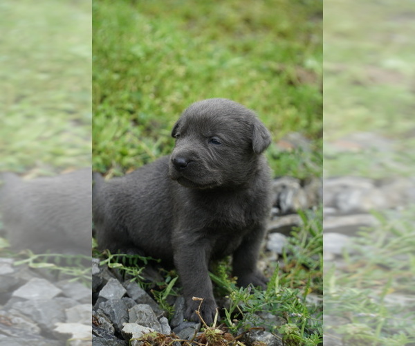 Medium Photo #11 Labrador Retriever Puppy For Sale in GREENEVILLE, TN, USA