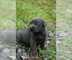 Small Photo #11 Labrador Retriever Puppy For Sale in GREENEVILLE, TN, USA