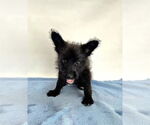 Small #1 Mutt
