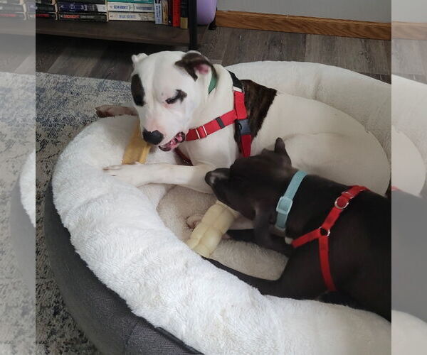 Medium Photo #8 American Pit Bull Terrier-Unknown Mix Puppy For Sale in Fargo, ND, USA