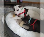 Small #7 American Pit Bull Terrier Mix