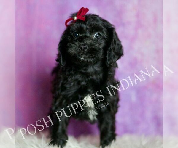 Medium Photo #75 Cavapoo (Miniature) Puppy For Sale in WARSAW, IN, USA