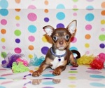 Puppy Janie Chihuahua