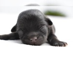 Small Photo #2 Shih Tzu Puppy For Sale in PALM COAST, FL, USA