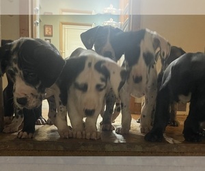Great Dane Puppy for sale in COLUMBUS, OH, USA