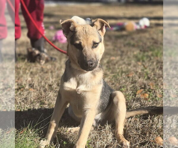 Medium Photo #2 Mutt Puppy For Sale in Yardley, PA, USA