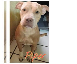 Piper (TX) - Female American Pit Bull Terrier-Unknown Mix Dog for Adoption - Photo #4