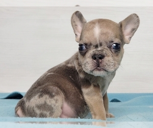 French Bulldog Puppy for sale in BOSTON, MA, USA